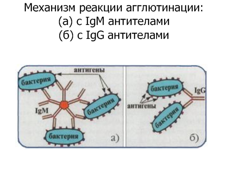 Реакция агглютинации. Реакция непрямой агглютинации механизм. Реакция агглютинации микробиология схема. Реакция агглютинации механизм реакции. Реакция агглютинации антиген антитело.