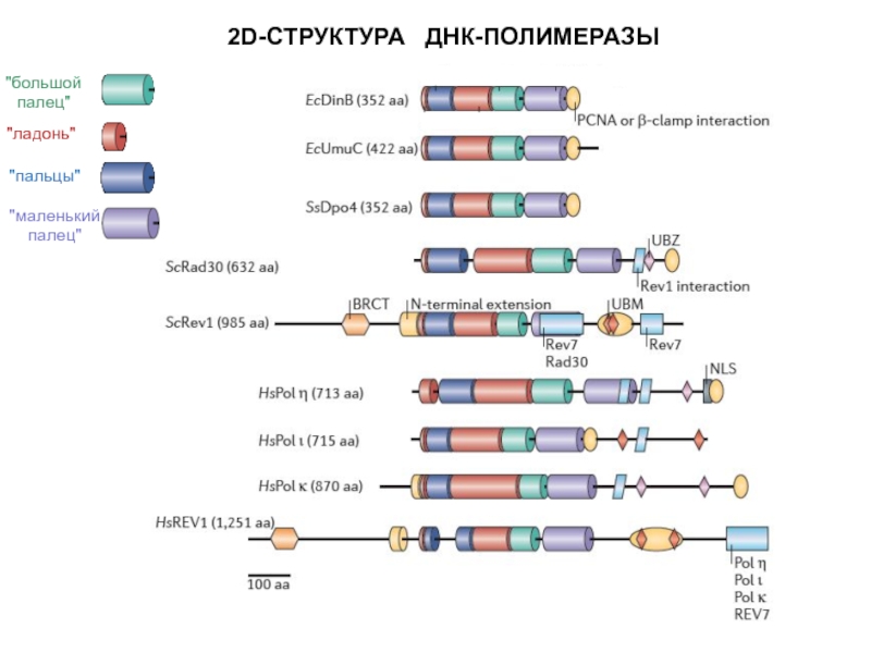 2D-СТРУКТУРА  ДНК-ПОЛИМЕРАЗЫ 