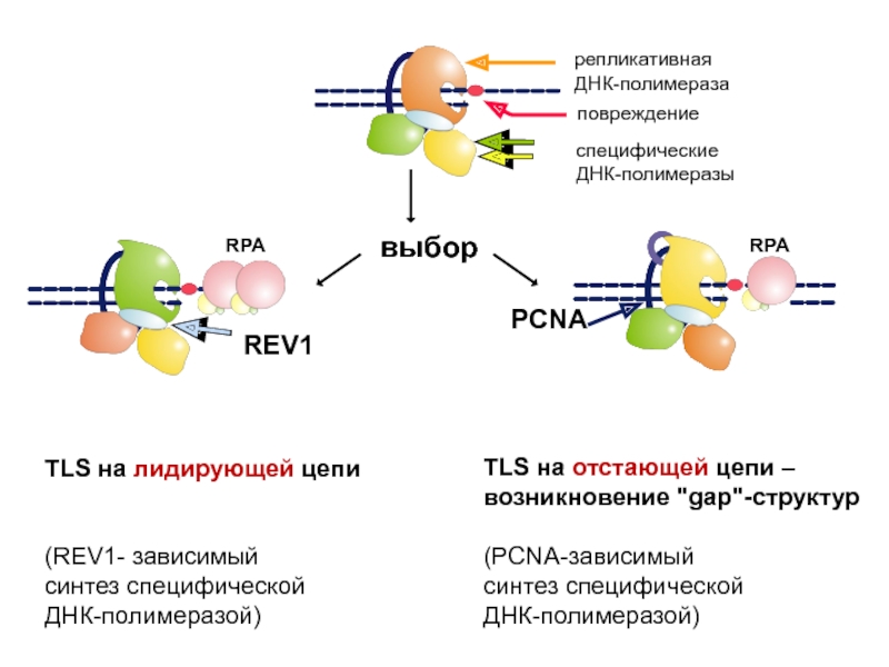 репликативная ДНК-полимераза повреждение выбор TLS на лидирующей цепи   (REV1- зависимый