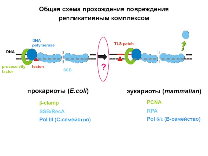 DNA polymerase processivity factor SSB lesion TLS patch DNA прокариоты (E.coli) эукариоты
