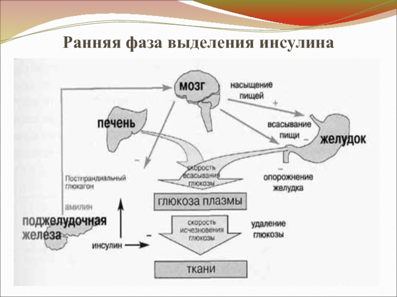 Схема выработки инсулина