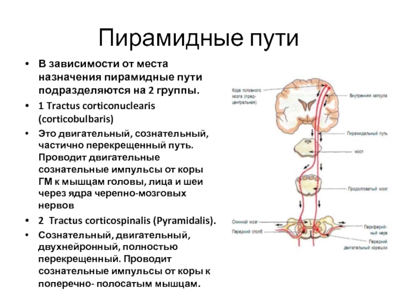 4 проводящие пути