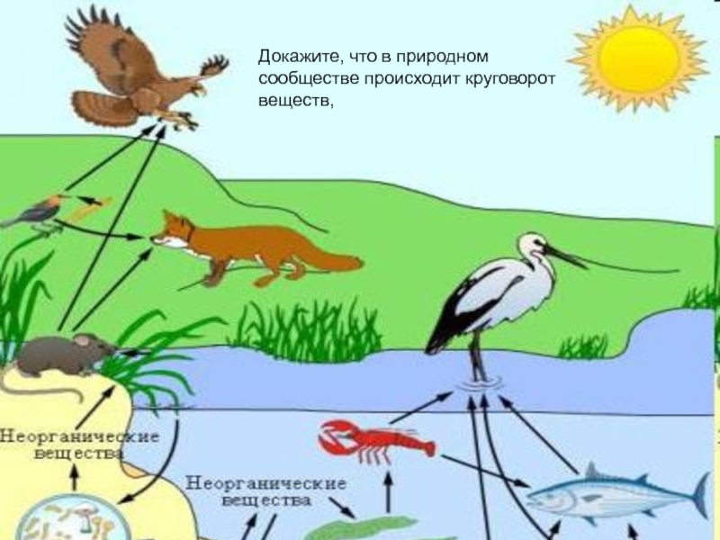 Презентация по биологии 5 класс природное сообщество