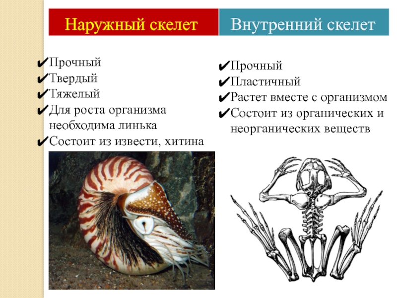 Из чего состоит наружный скелет представленного на рисунке организма