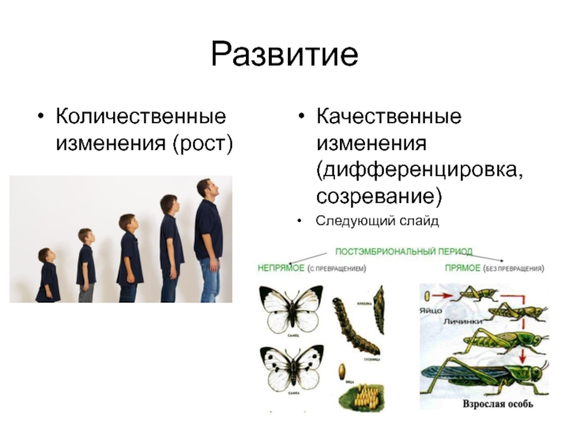 Постэмбриональное развитие презентация