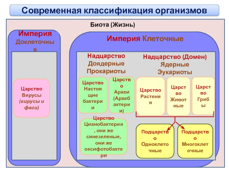 Принципы классификации систематика. Современная классификация живых организмов схема. Классификация организмов систематика.