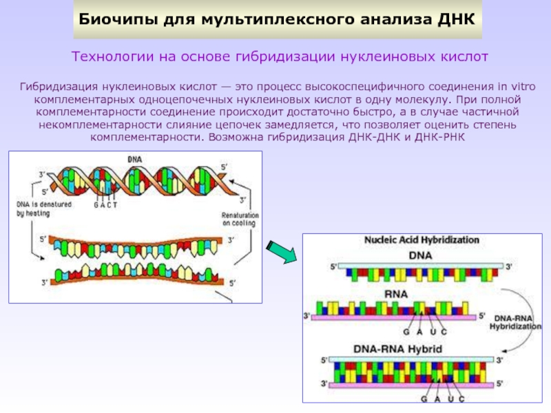 Рнк исследования. Принцип гибридизации нуклеиновых кислот. Гибридизация нуклеиновых кислот принцип метода. Схема метода гибридизации нуклеиновых кислот in situ. Метод ДНК-ДНК гибридизации.