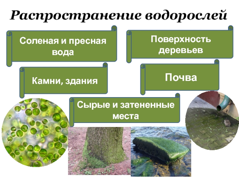 Специалист изучающий морфологию анатомию географическое распространение водорослей