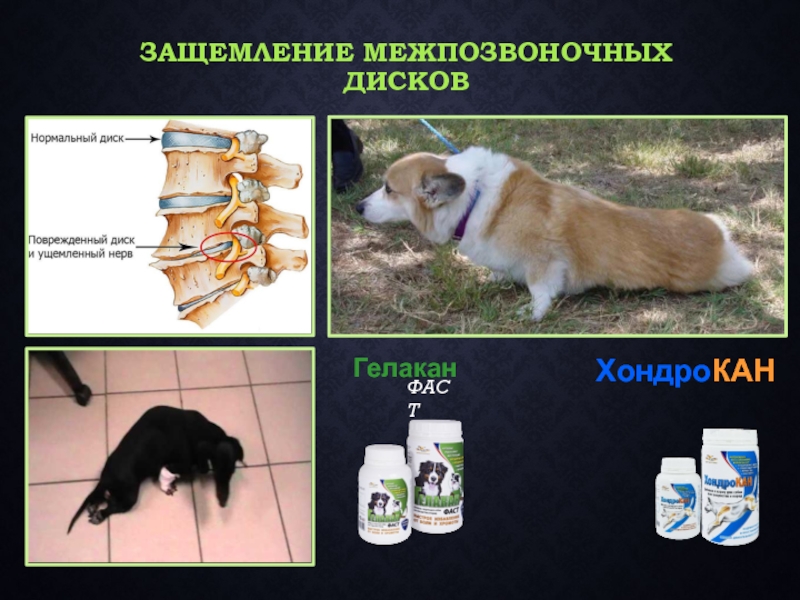 Хондропротекторы для суставов собакам. Хондропротекторы для суставов для животных. Хондропротекторы для суставов для собак. Хондропротекторы для собак в уколах. Таблетки для собак хондропротекторы.