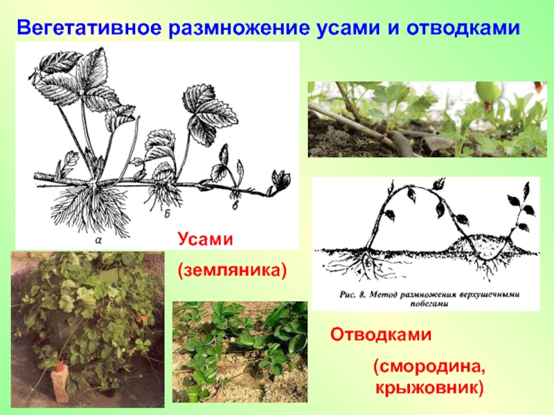 Отводка вегетативное размножение. Отводки вегетативное размножение. Усы вегетативное размножение. Бесполое размножение усами. Бесполое размножение вегетативное.