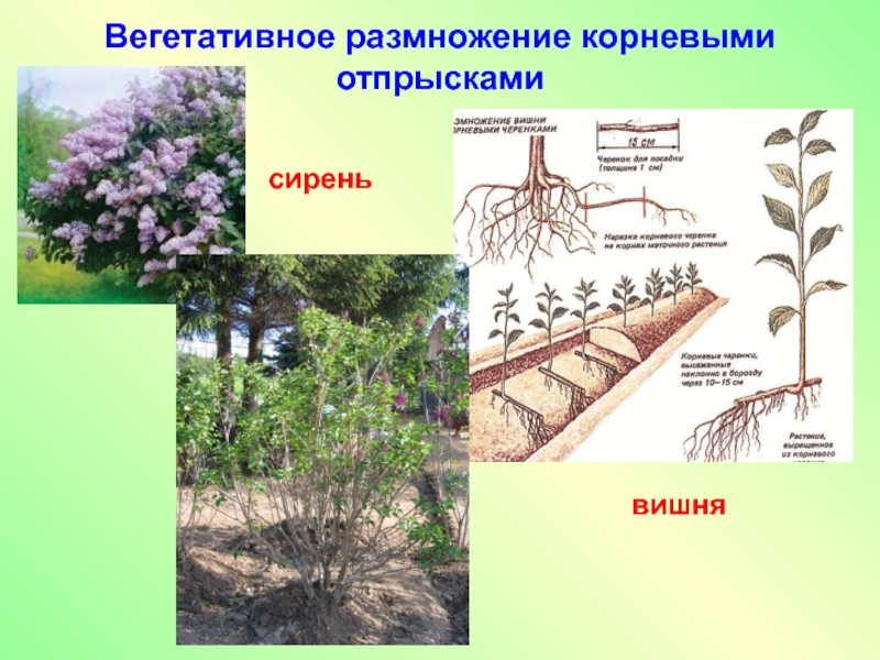 Вегетативные размножения корнями