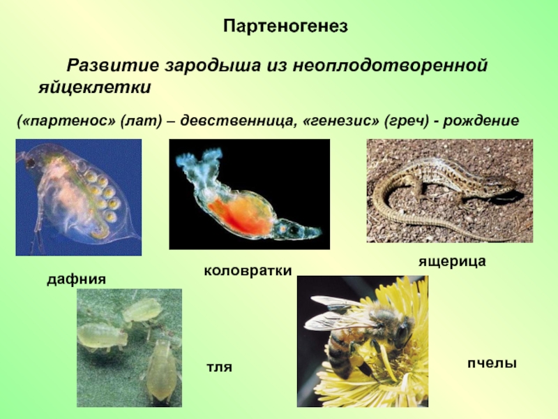 Партеногенез это. Развитие зародыша из неоплодотворенной яйцеклетки. Партеногенез развитие зародыша из неоплодотворенной яйцеклетки. Формирование организма из неоплодотворенной яйцеклетки. Развитие организма из неоплодотворённой яйцеклетки это.