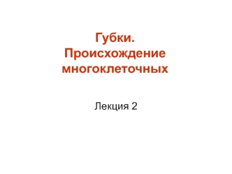 Губки. Происхождение многоклеточных