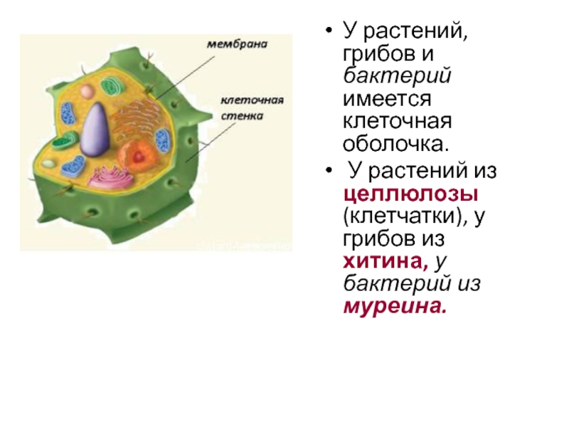 Клеточная оболочка образована клетчаткой растения или бактерии