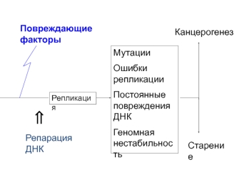 Репарация ДНК