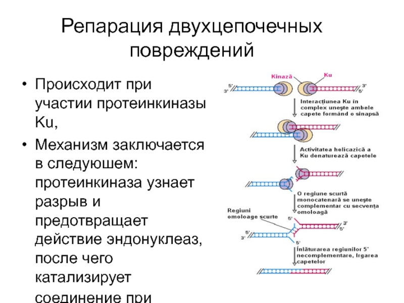 Репарация что это такое простыми словами. Репарация. Репарация локализация процесса. Эндонуклеазы репарации. При репарации происходит:.