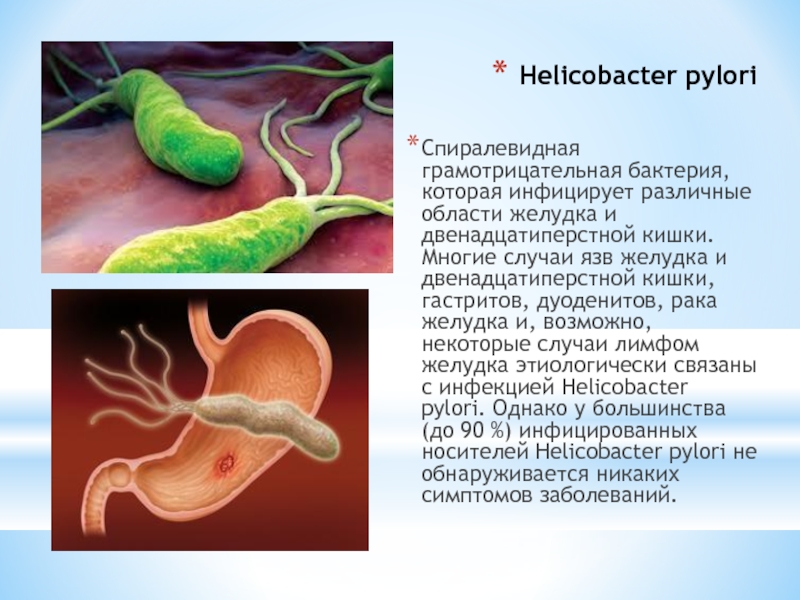 Bacteria helicobacter es contagiosa