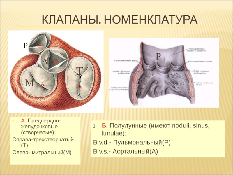 Клапан правого предсердно желудочкового отверстия