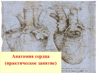 Анатомия сердца (практическое занятие)