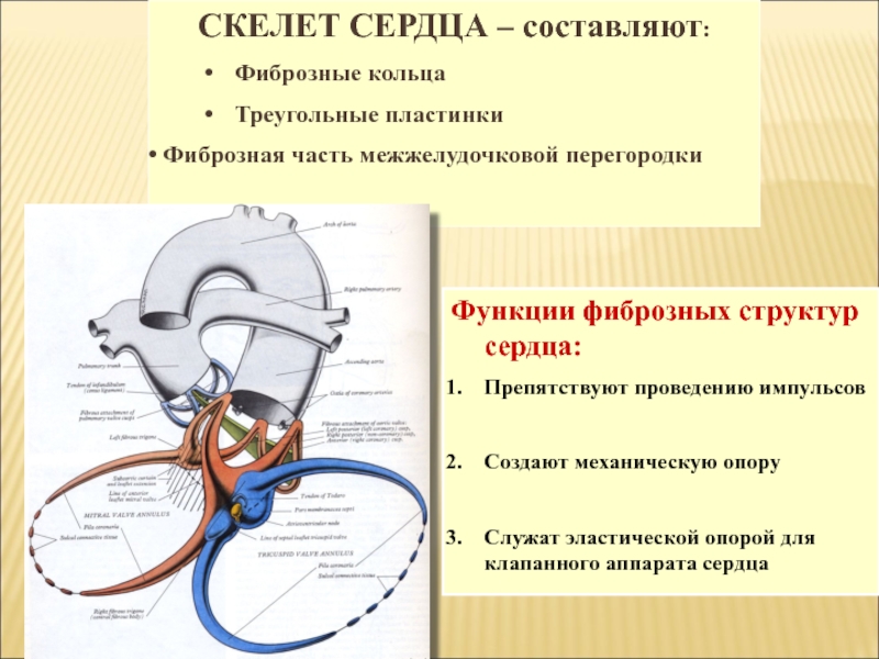 Мягкий скелет сердца