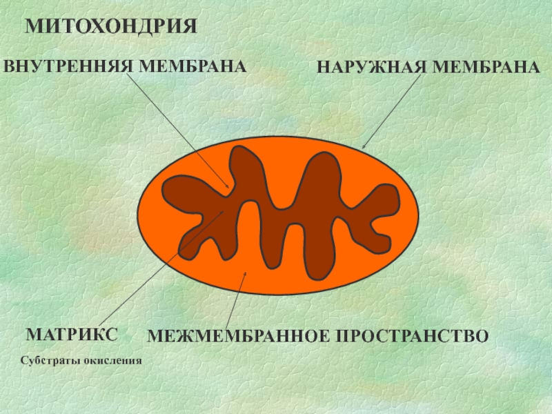 Биологическое окисление в митохондриях. Внутренняя мембрана митохондрий. Межмембранное пространство митохондрий. Наружная мембрана митохондрий. Современные представления о биологическом окислении.