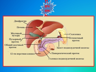 Печень. Участие печени в процессах гомеостаза/гомеокинеза организма