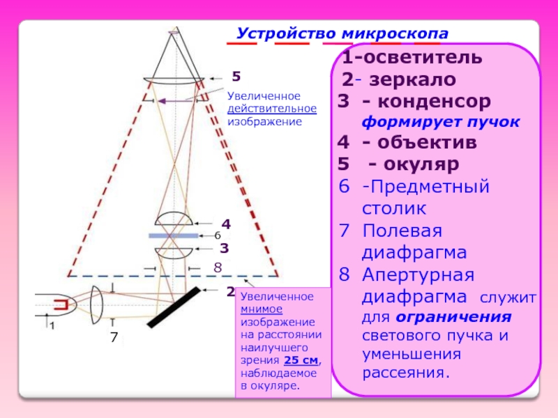 Объектив микроскопа дает действительное увеличенное перевернутое изображение