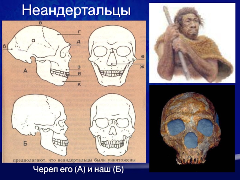 Череп неандертальца. Череп неандертальца и современного человека. Неандерталец строение черепа. Скелет неандертальца и человека. Антропогенез неандертальцы.