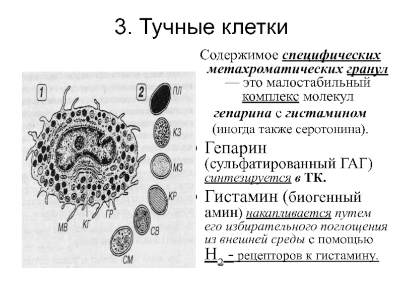 Тучные клетки это