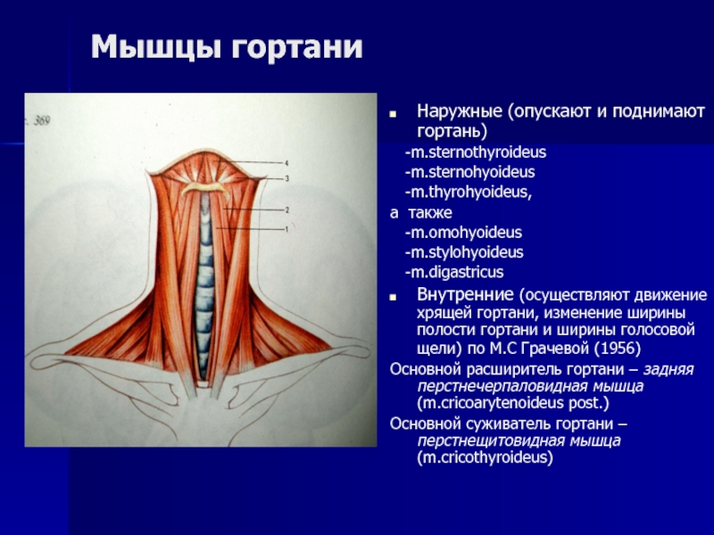 Мышцы гортани