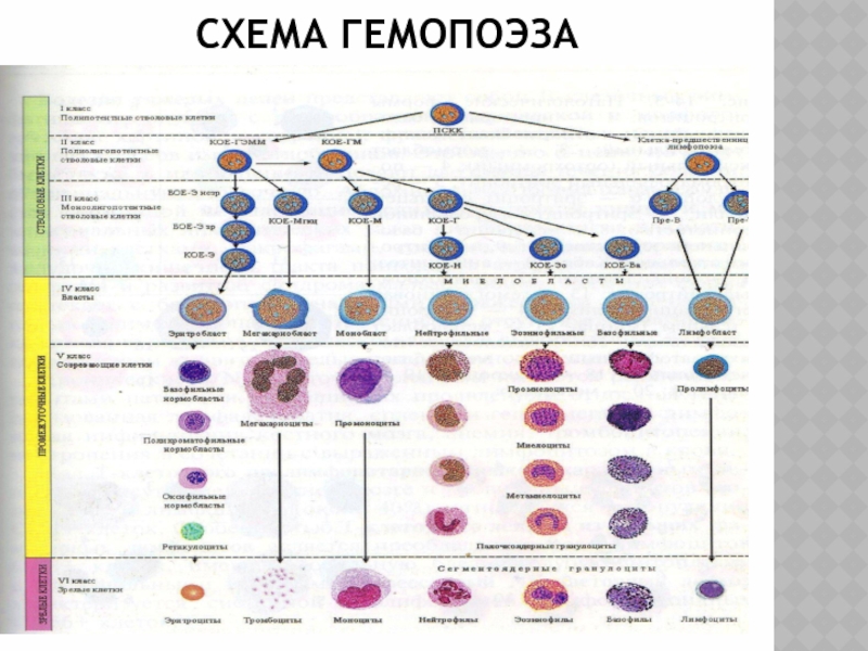 Схема постнатального гемопоэза