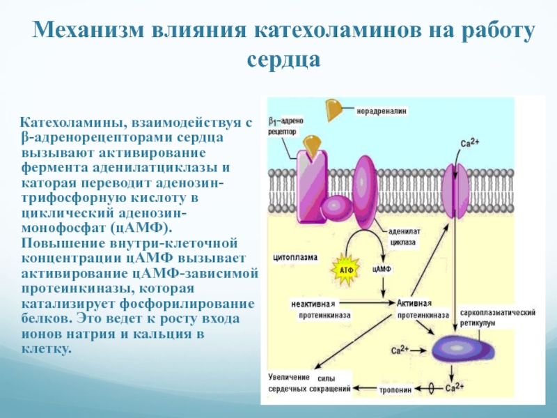 Катехоламины что это