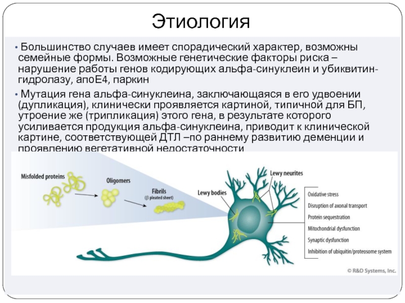 Спорадический характер. Деменция тельца Леви. Альфа синуклеин и болезнь Паркинсона. Болезнь Паркинсона деменция с тельцами Леви. Деменция с тельцами Леви патогенез.