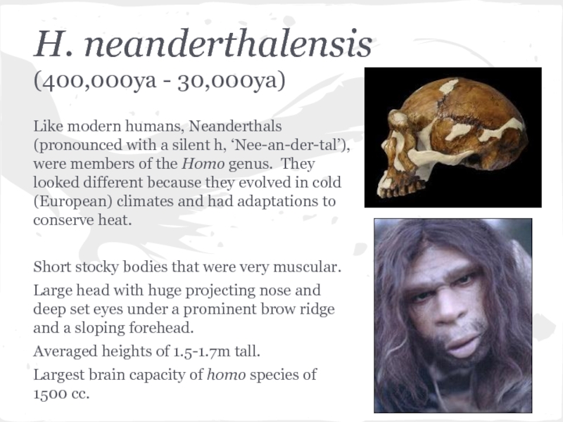 Реферат: Neanderthals Are Not Our Ancestors Essay Research