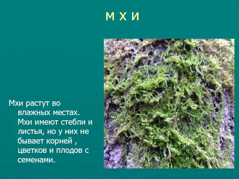 У мхов есть. Мхи имеют. Мхи растут во влажных местах. Мхи имеют корни. Мхи имеют стебель и листья.