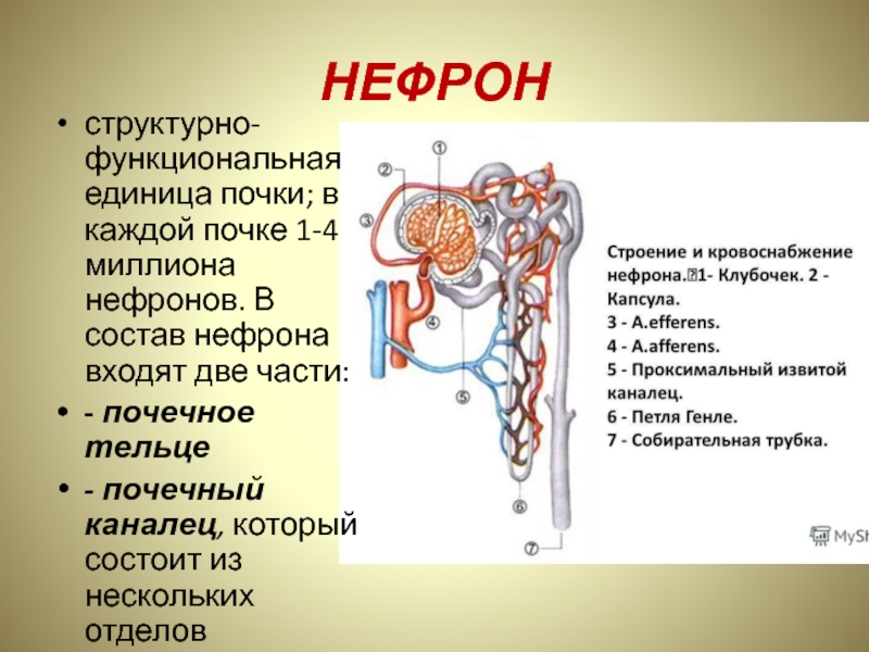 Какая структура единица почки изображена на рисунке