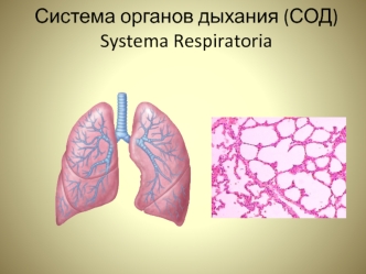 Система органов дыхания