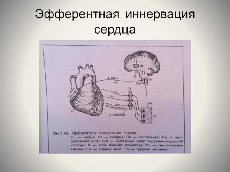 Схема эфферентной иннервации