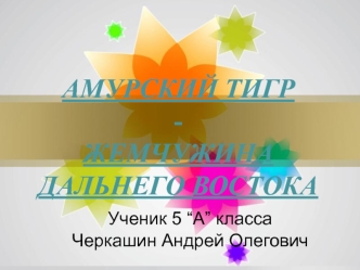 Амурский тигр