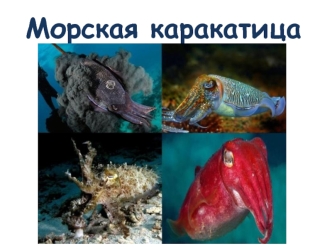 Морская каракатица