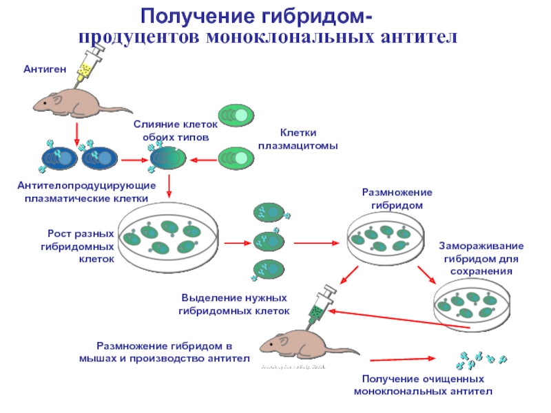 Клеточные антигены