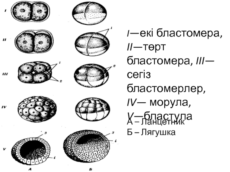 Размер бластулы