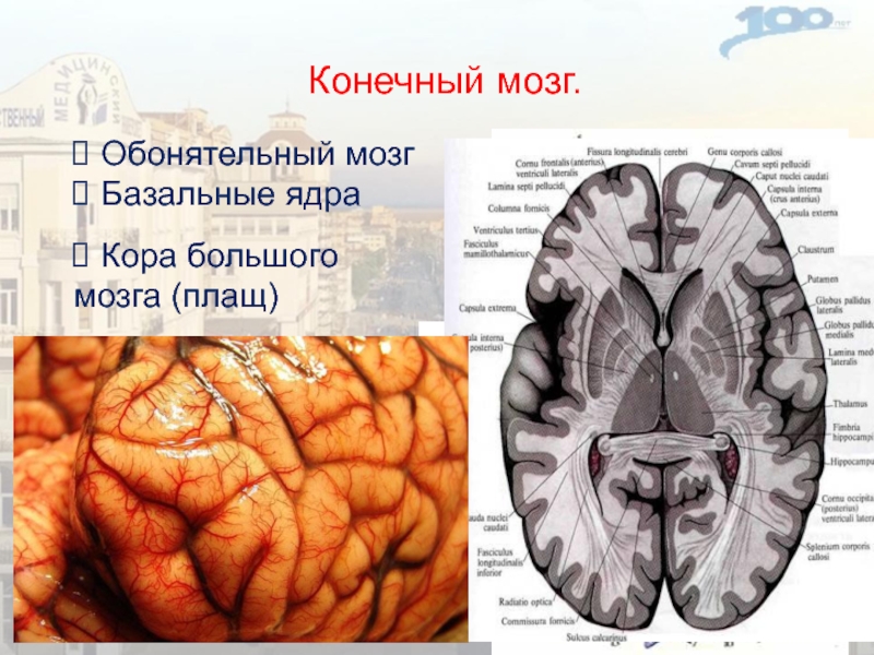 Обонятельное ядро. Конечный мозг анатомия обонятельный мозг. Плащ обонятельный мозг базальные ядра.