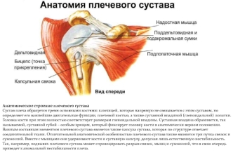 Анатомическое строение плечевого сустава