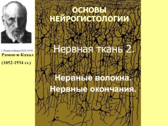 Основы нейрогистологии. Нервная ткань 2. Нервные волокна. Нервные окончания