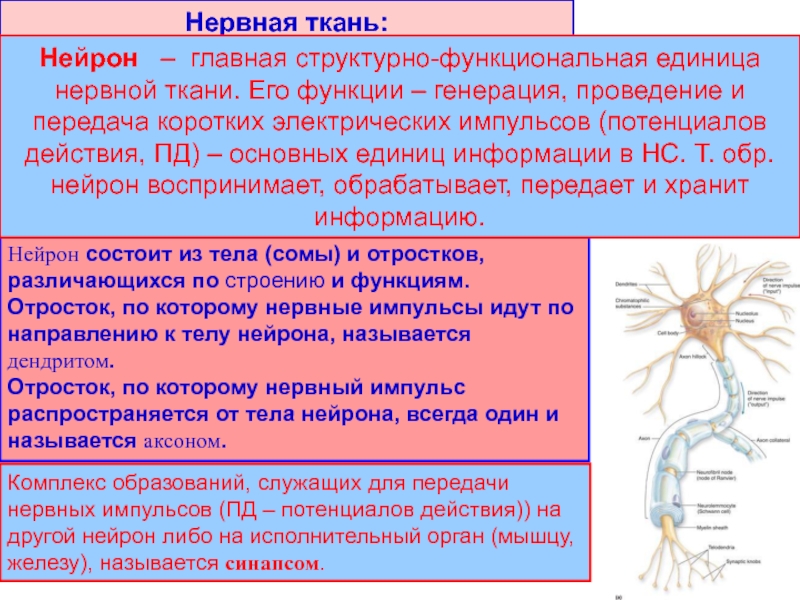Нервная ткань состоит из собственно нервных клеток