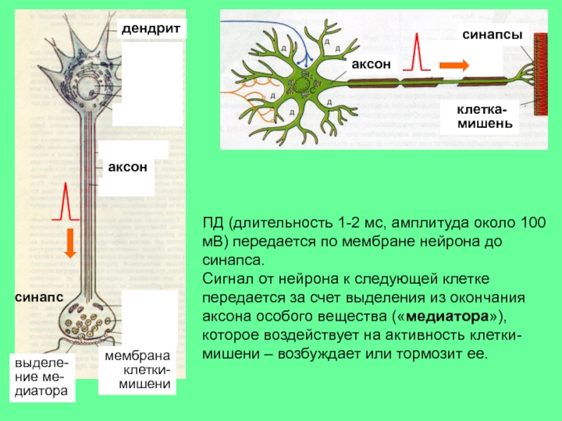Как называется короткий нейрона. Дендрит тело нейрона Аксон синапс. Строение нейрона Аксон дендрит синапс. Схема нейронов аксонов синапсов. Строение нейрона дендриты.