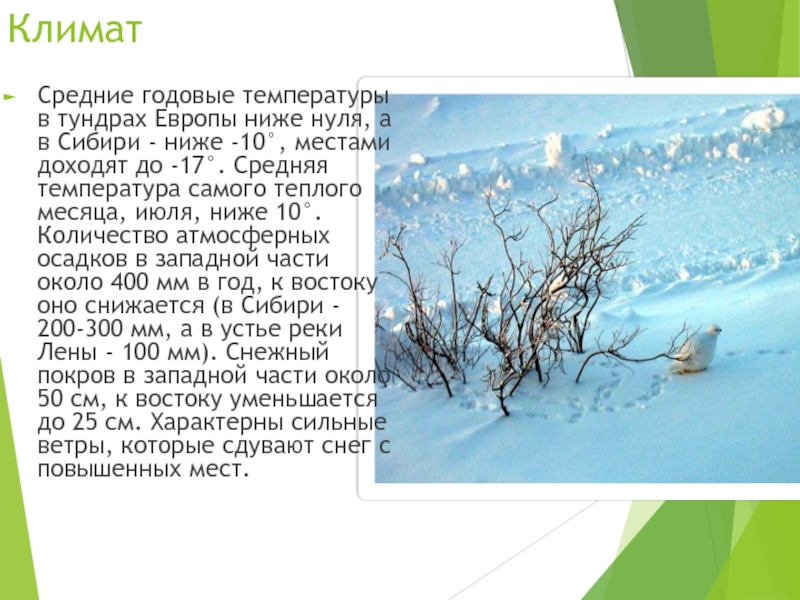 Продолжительность лета в тундре. Средняя годовая температура в тундре. Среднемесячные температуры зимы и лета в тундре. Среднемесячная температура тундры. Средняя температура в тундре зимой и летом.