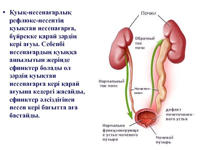 Сколько сфинктеров у человека