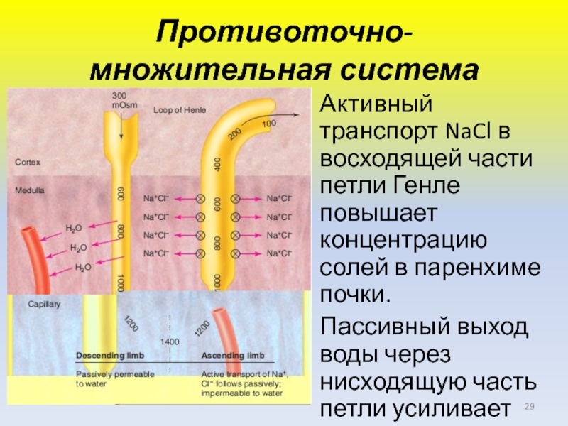 Схема поворотно противоточной множительной системы почек